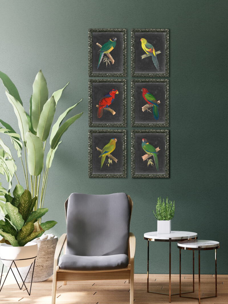 Dramatic Parrots V- Framed Print Wall Art