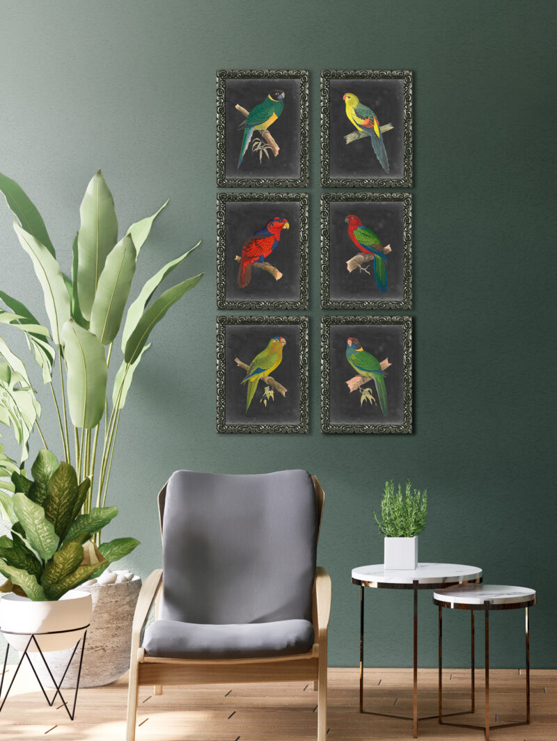 Dramatic Parrots I - Framed Print Wall Art