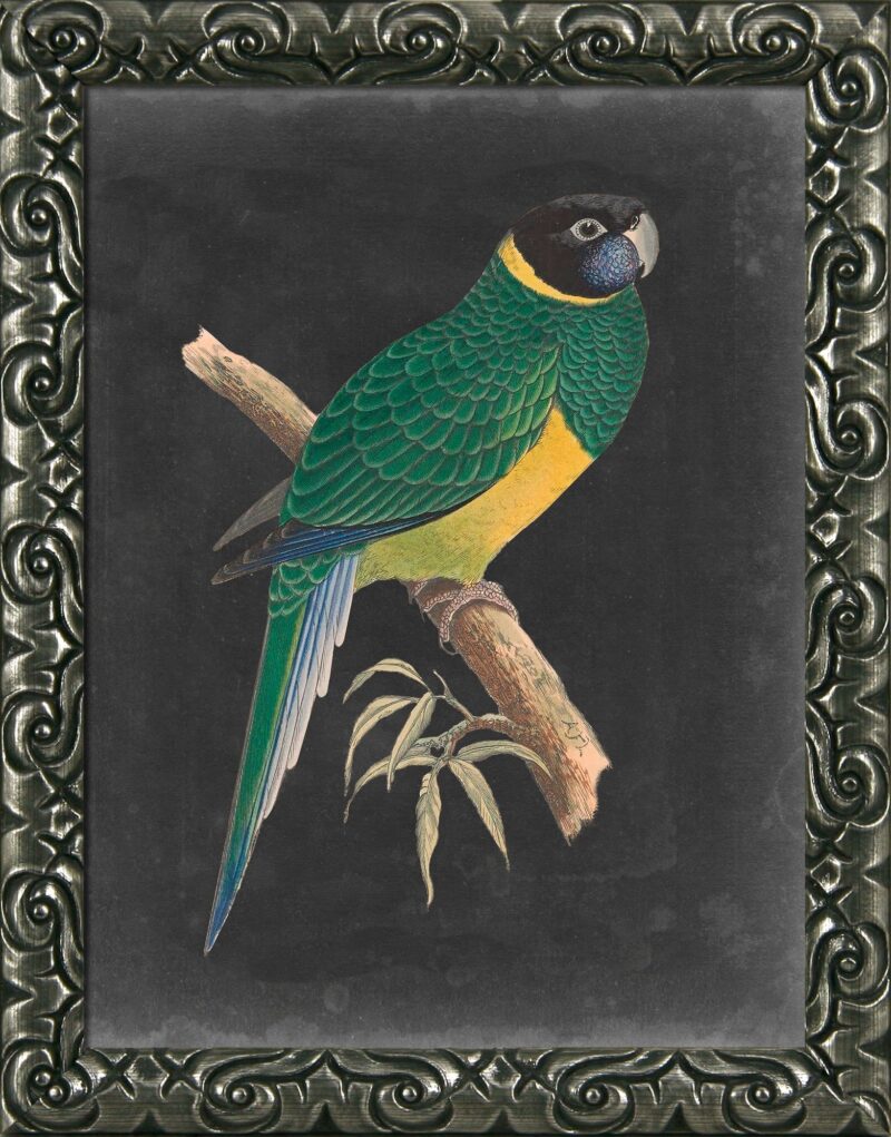 Dramatic Parrots I - Framed Print Wall Art