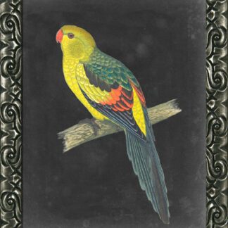 Dramatic Parrots II - Framed Print Wall Art