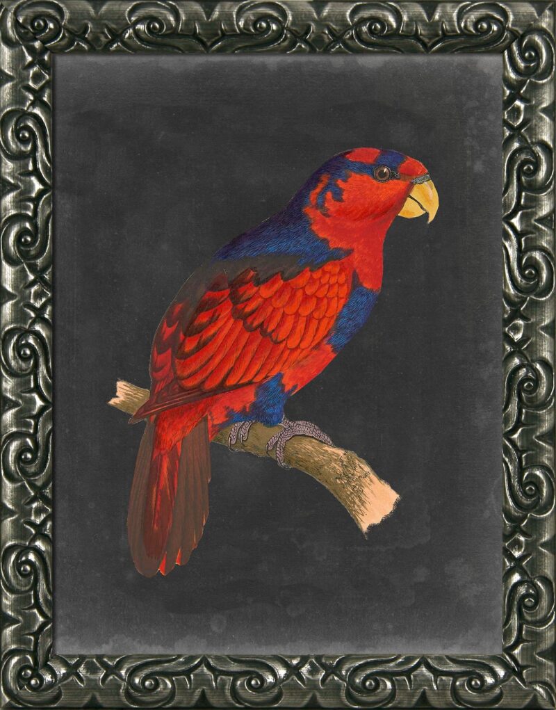 Dramatic Parrots III - Framed Print Wall Art